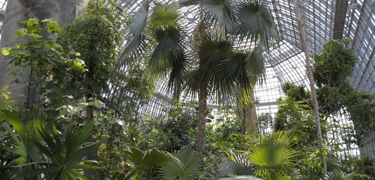 Berliner Institutionen retten bedrohte Wildpflanzen auf der (Foto: I. Haas, Botanischer Garten und Botanisches Museum Berlin)