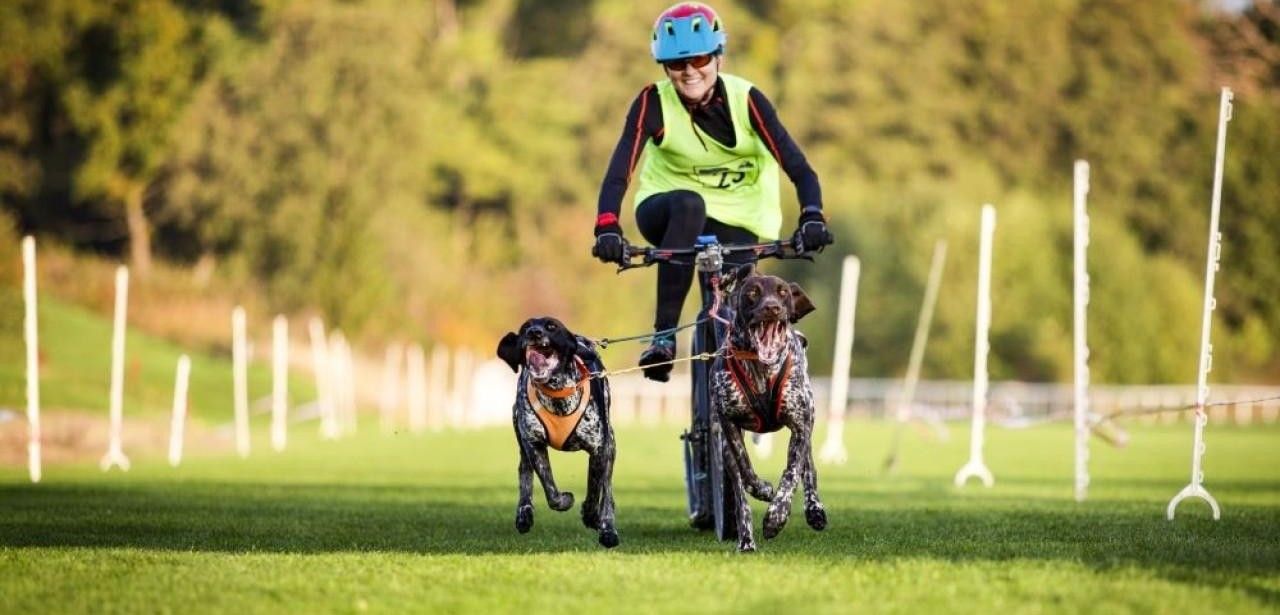 Harzer-Luchstrail: Spannende Schlittenhunderennen auf der Galopprennbahn in Bad (Foto: Kur-, Tourismus- und Wirtschaftsbetriebe der Stadt Bad Harzburg GmbH)